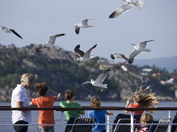 Una plaga de gaviotas invade el puerto de Vigo