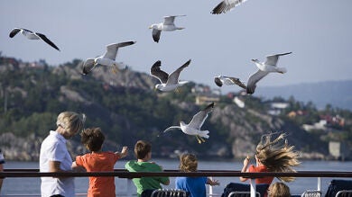 Una plaga de gaviotas amenaza el puerto de Vigo
