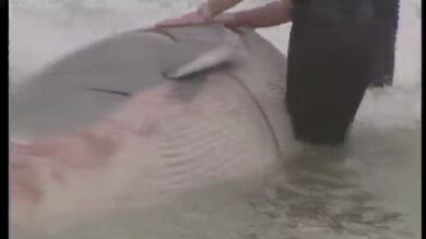 La costa de Lugo 'acoge' a una ballena de 12 metros de longitud