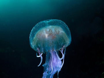 Una medusa en suspensión