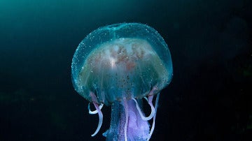 Una medusa en suspensión