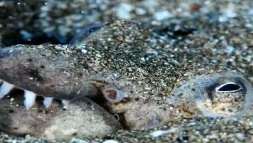 Un extraño cocodrilo habita los fondos marinos de Canarias