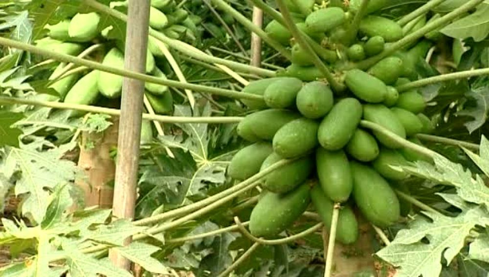La papaya como alternativa de cultivo en las islas