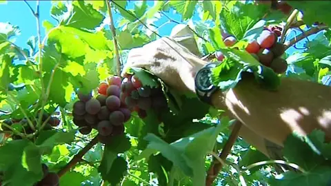 Un agricultor corta un racimo de uvas. Un agricultor corta un racimo de uvas.