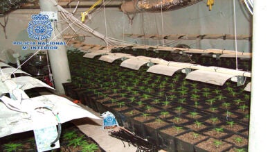 Desmantelado en Murcia el invernadero de marihuana más sofisticado de Europa