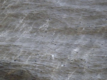 Piroclastos flotando en el mar en El Hierro