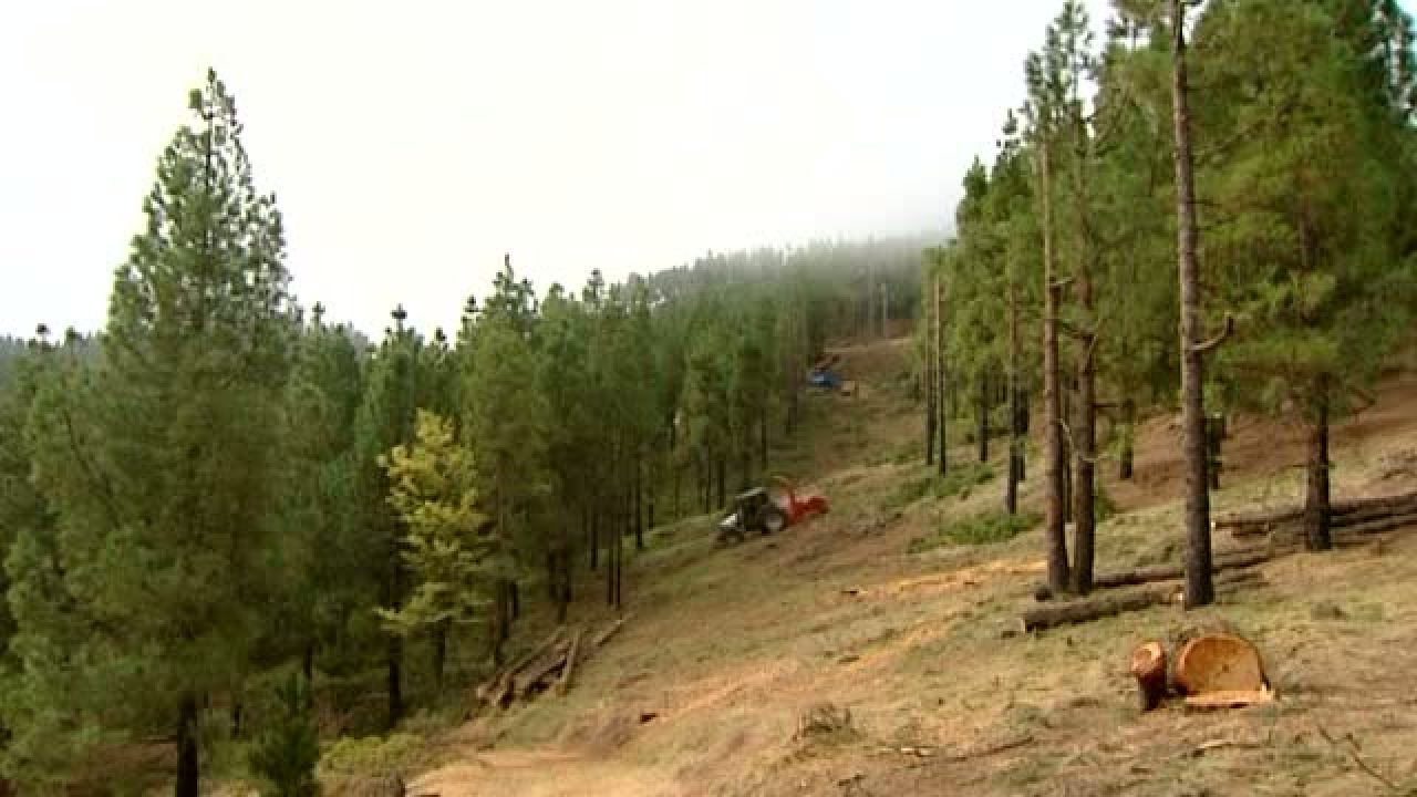 ¿Tala controlada o arboricidio?
