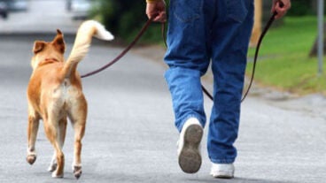Paseando al perro