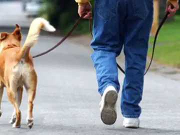 Paseando al perro Paseando al perro