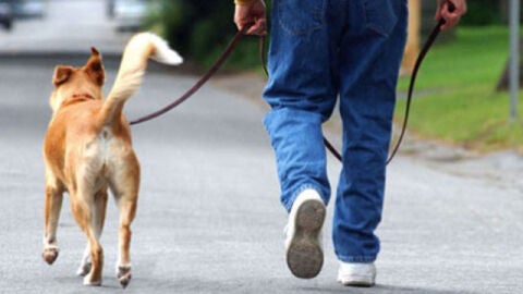 Paseando al perro
