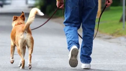 Paseando al perro Paseando al perro