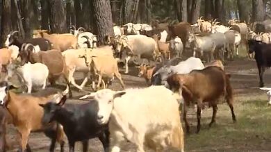 Los pastores miran su futuro con gran preocupación 