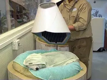 Todos los mimos para los perros Todos los mimos para los perros