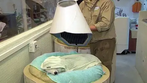 Todos los mimos para los perros Todos los mimos para los perros