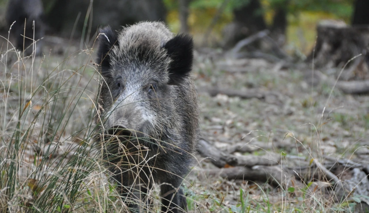 Imagen de jabalí salvaje