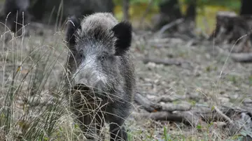 Imagen de jabalí salvaje Imagen de jabalí salvaje