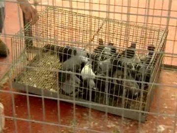 Campaña contra las palomas en LPGC