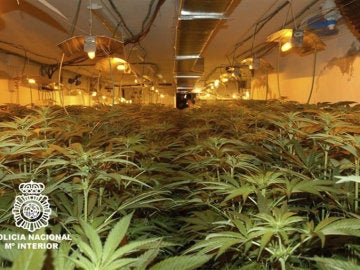 Fotografía facilitada por La Policía Nacional de los 1.800 ejemplares de marihuana
