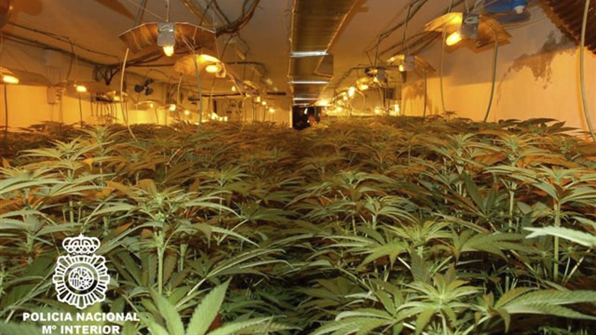 Fotograf&iacute;a facilitada por La Polic&iacute;a Nacional de los 1.800 ejemplares de marihuana