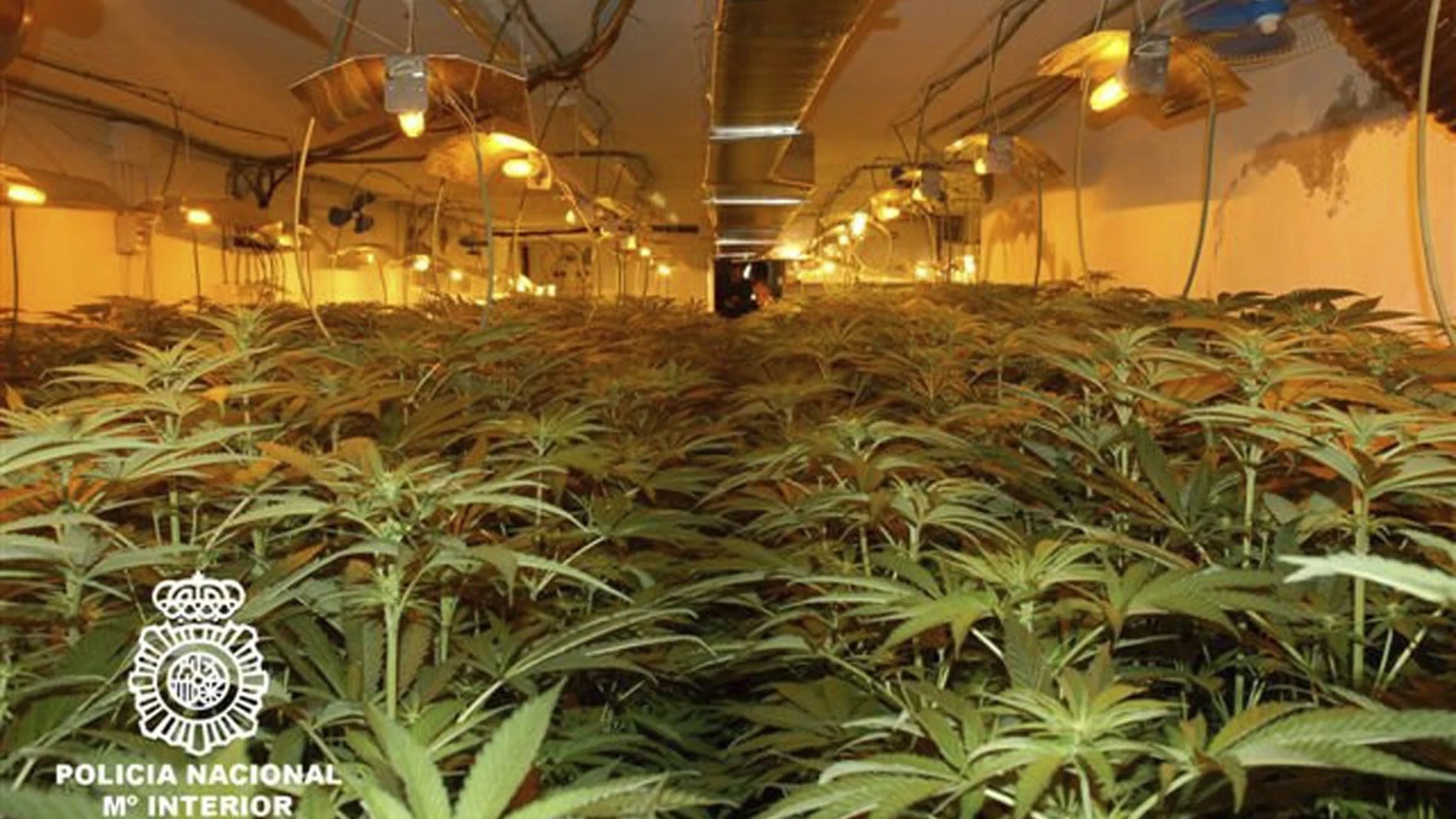 Fotografía facilitada por La Policía Nacional de los 1.800 ejemplares de marihuana Fotografía facilitada por La Policía Nacional de los 1.800 ejemplares de marihuana