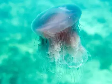 La medusa carnívora gigante La medusa carnívora gigante