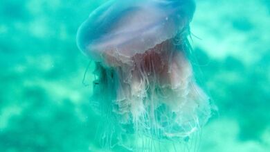 Las medusas del Mediterráneo, más abundantes y de mayor tamaño