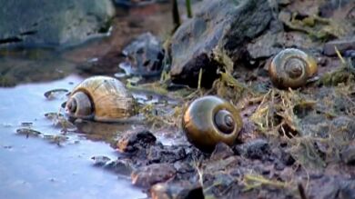 Plaga de caracoles gigantes en la presa de Ayagaures