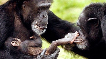 Familia de chimpancés