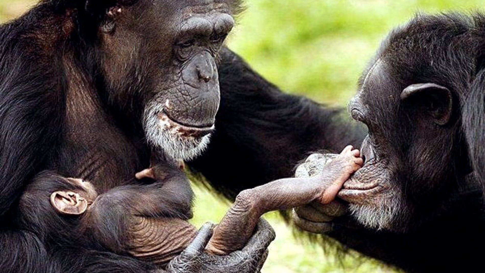 Familia de chimpanc&eacute;s