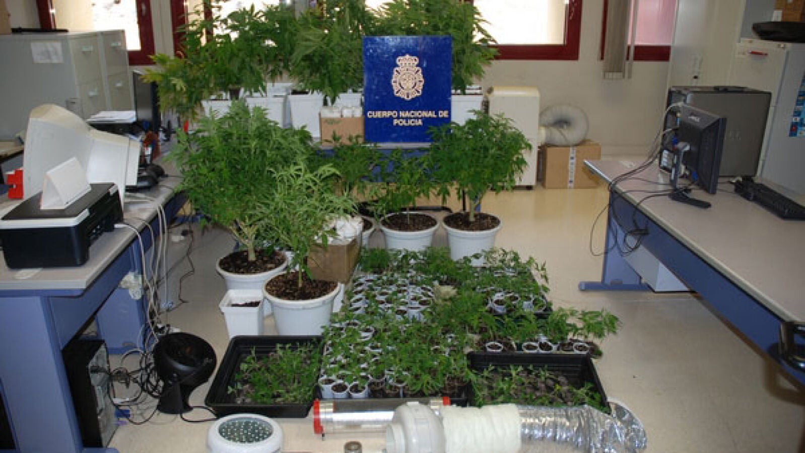 Detienen a cuatro personas en Girona por poseer más de 300 plantas de marihuana