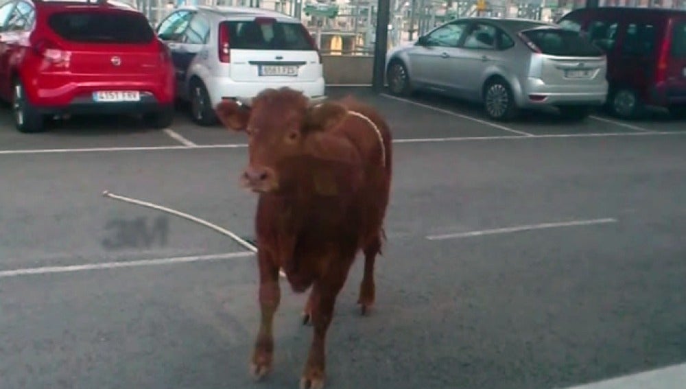 Una vaca se escapa del matadero y asusta a los viandantes