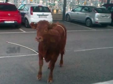 Una vaca se escapa del matadero y asusta a los viandantes