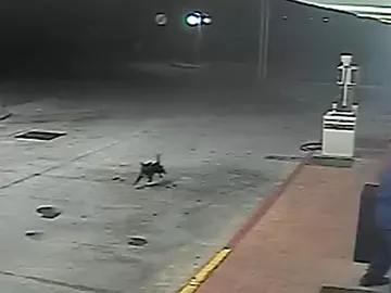 Atraco a una gasolinera con un perro Atraco a una gasolinera con un perro