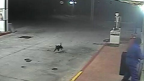 Atraco a una gasolinera con un perro