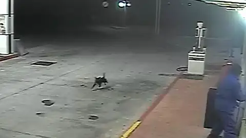 Atraco a una gasolinera con un perro Atraco a una gasolinera con un perro