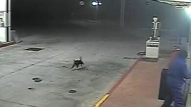 Atrapan a un ladrón en Ávila al identificar a su perro durante el atraco