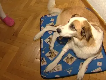 Un perro adoptado a su llegada a casa Un perro adoptado a su llegada a casa