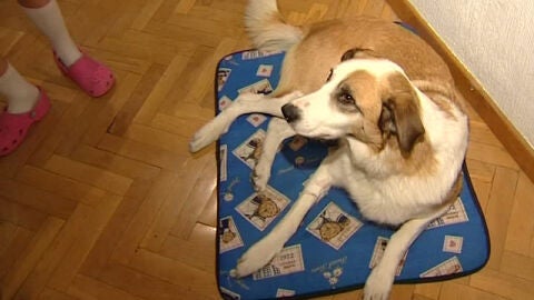 Un perro adoptado a su llegada a casa