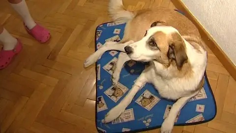 Un perro adoptado a su llegada a casa Un perro adoptado a su llegada a casa