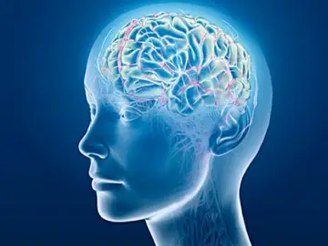 Los cerebros de las personas transexuales muestran diferencias biológicas Los cerebros de las personas transexuales muestran diferencias biológicas