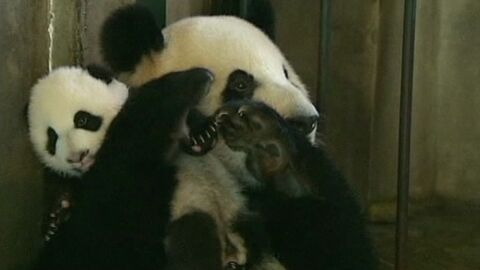 Un oso panda y su cr&iacute;a