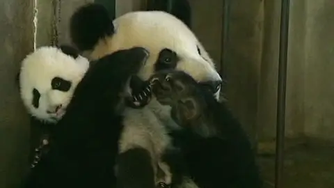 Un oso panda y su cría Un oso panda y su cría