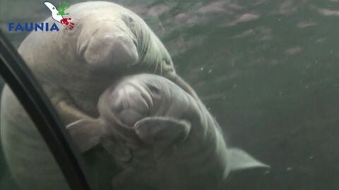 La cr&iacute;a de Manat&iacute; junto a su madre en Faunia