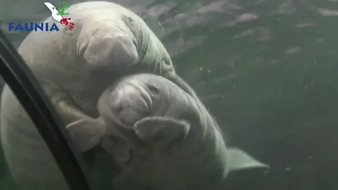 La cría de Manatí junto a su madre en Faunia La cría de Manatí junto a su madre en Faunia