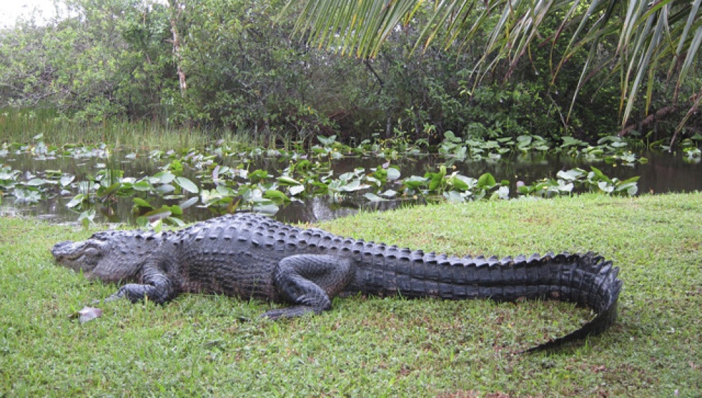 Un cocodrilo salvaje