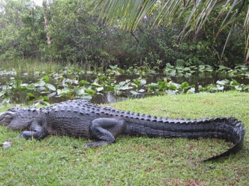 Un cocodrilo salvaje Un cocodrilo salvaje