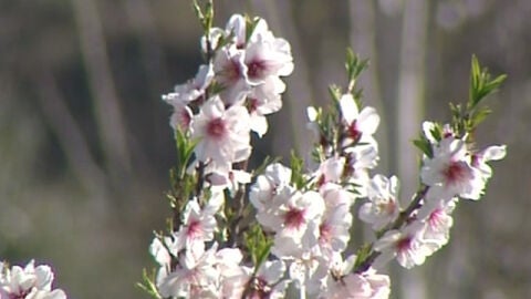 La floraci&oacute;n se adelanta por las altas temperaturas