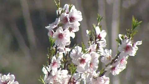 La floración se adelanta por las altas temperaturas La floración se adelanta por las altas temperaturas