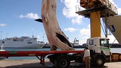 Aparece una ballena de 10 metros varada en Gran Canaria