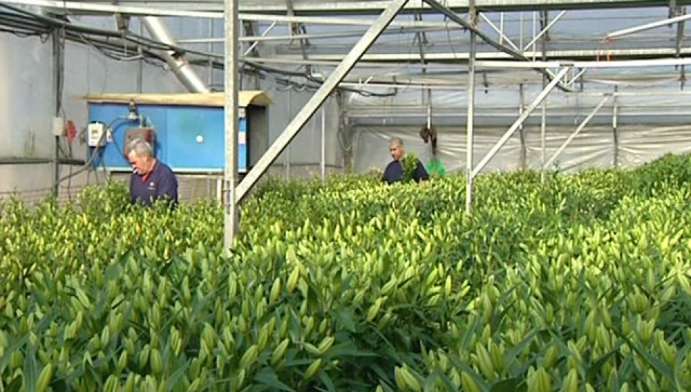 Las heladas dañan las plantaciones de flores en Cataluña